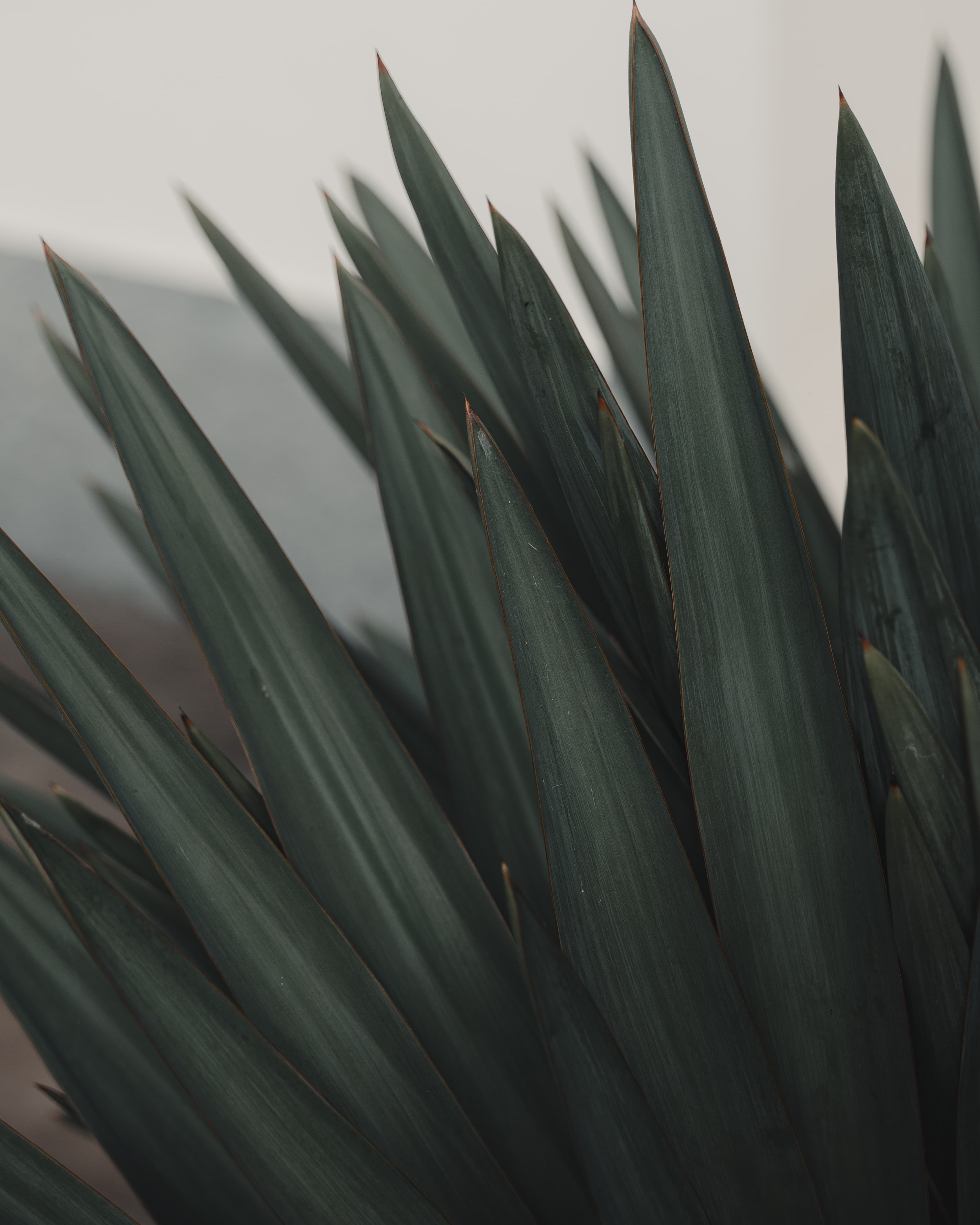 leaves