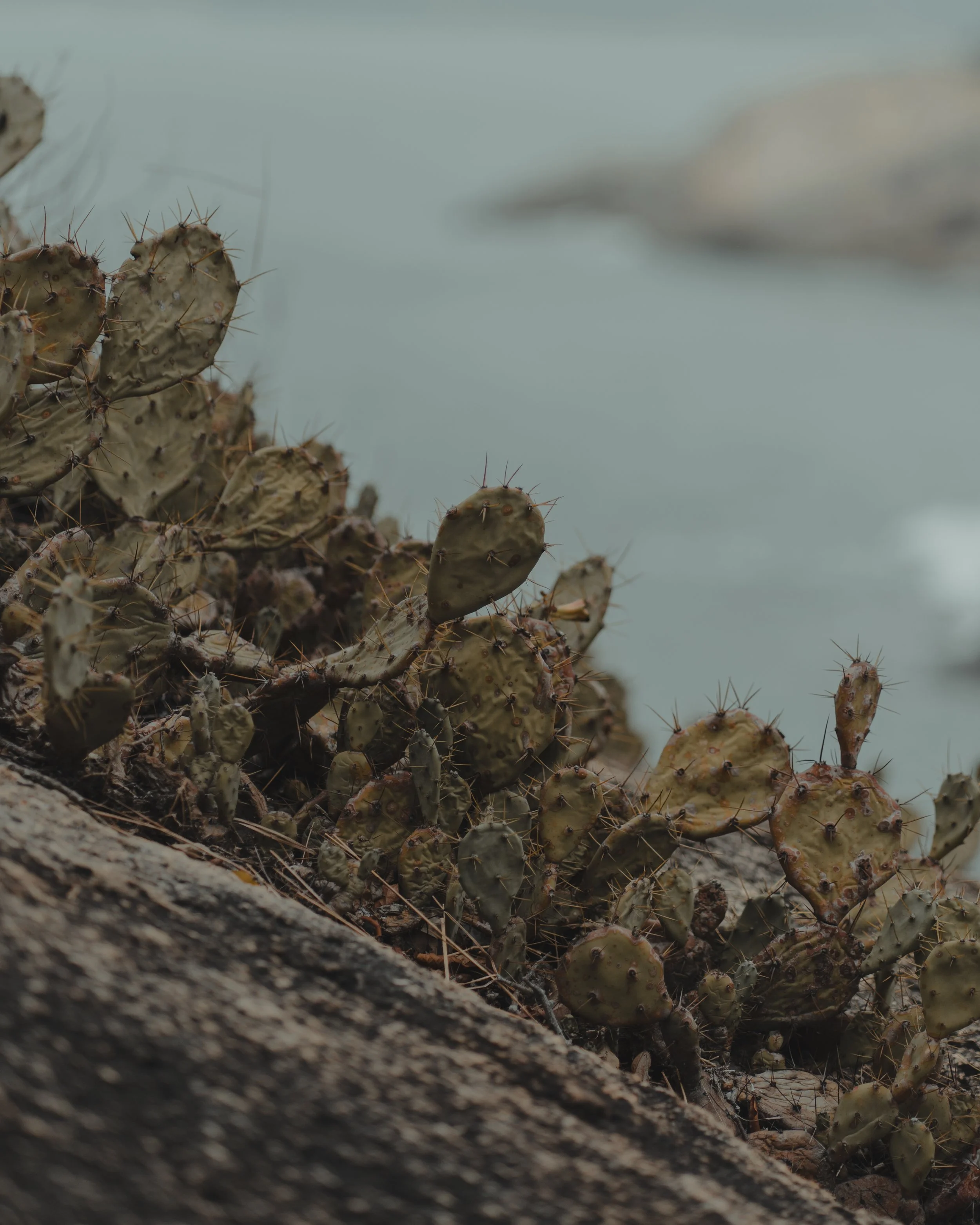 cacti